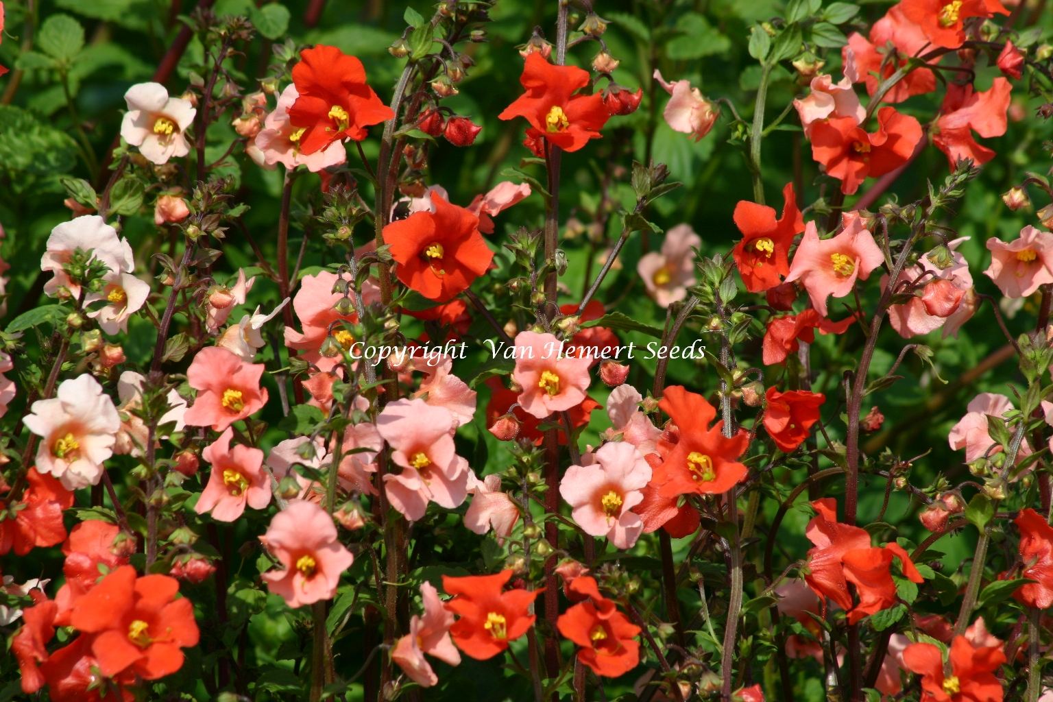Van Hemert & Co > Assortment > Annuals