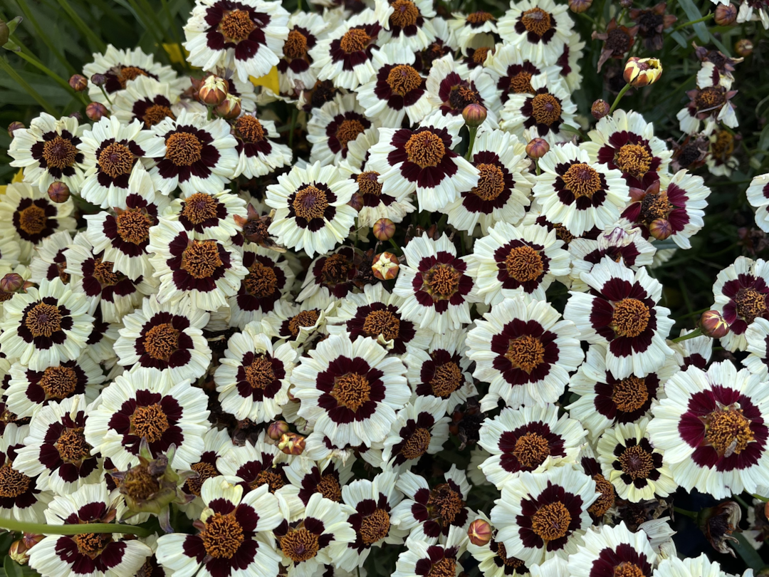 Coreopsis 'Corusco Cream-Red': yet another Fleuroselect Gold Medal for Van Hemert & Co B.V.