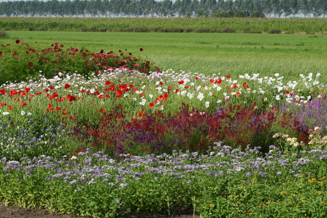 Showgarden 2022