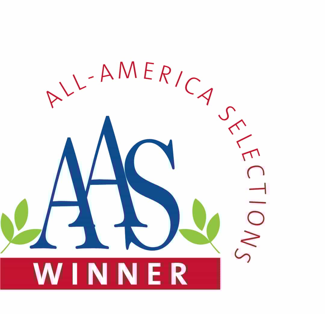 AAS Winner