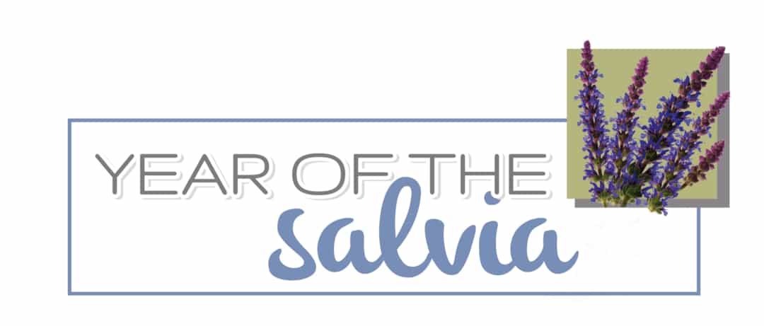 2023 YEAR OF THE SALVIA!
